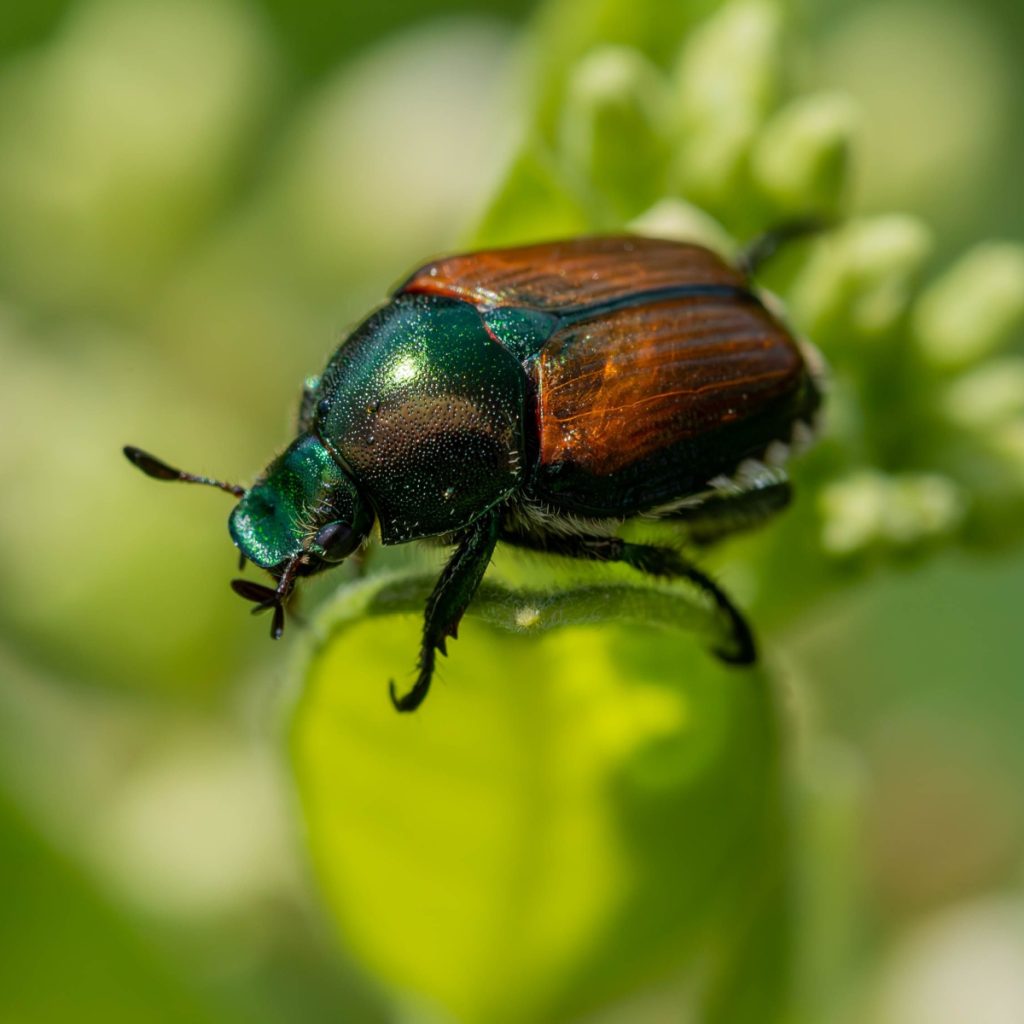 get rid of Japanese Beetles