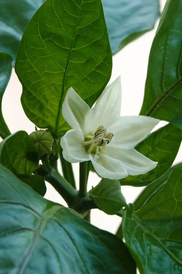 pepper blooms