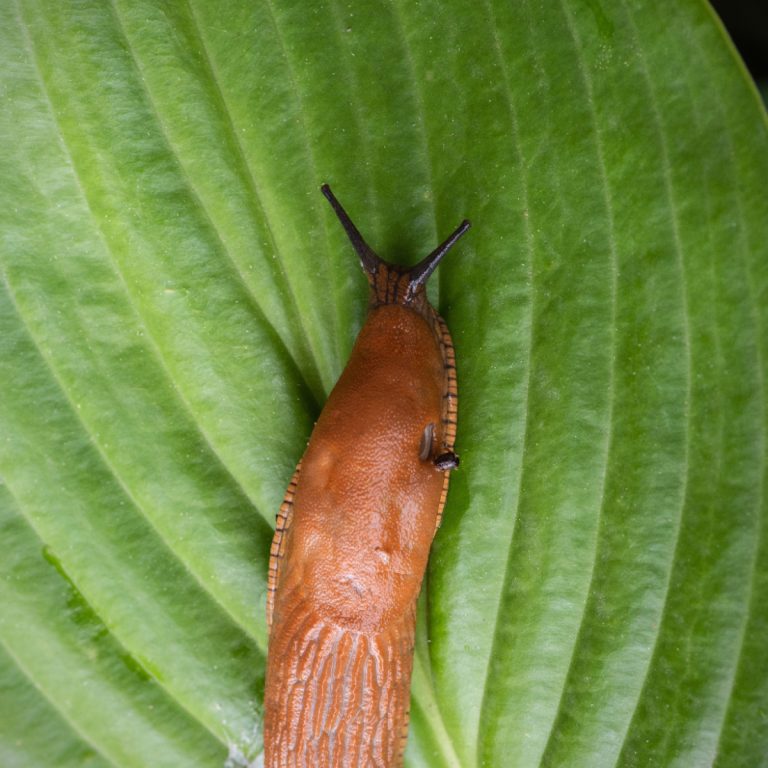 keep hostas safe from slugs