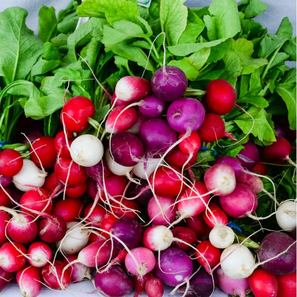 storing radishes