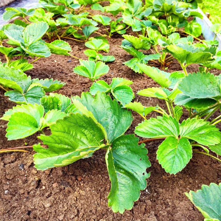 strawberry plants in the summer