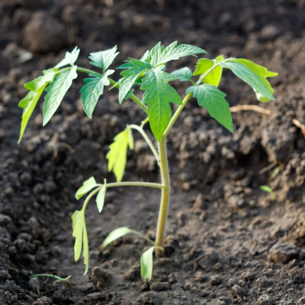 struggling tomato plants