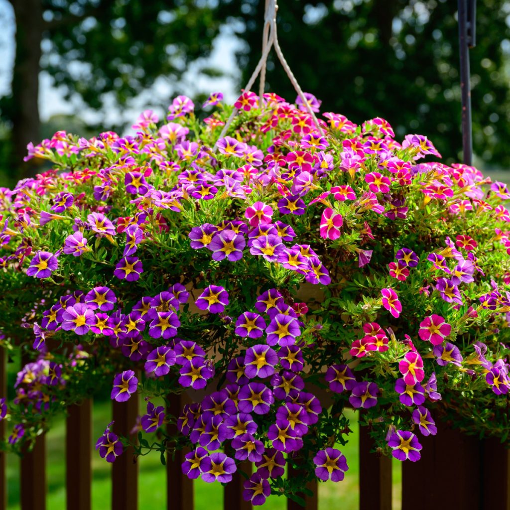 worm castings - hanging baskets