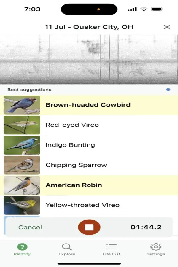 birds in the backyard