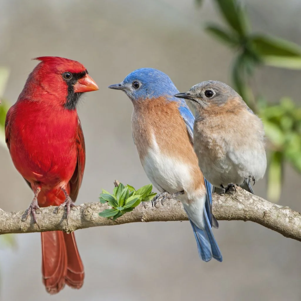 birds in the backyard