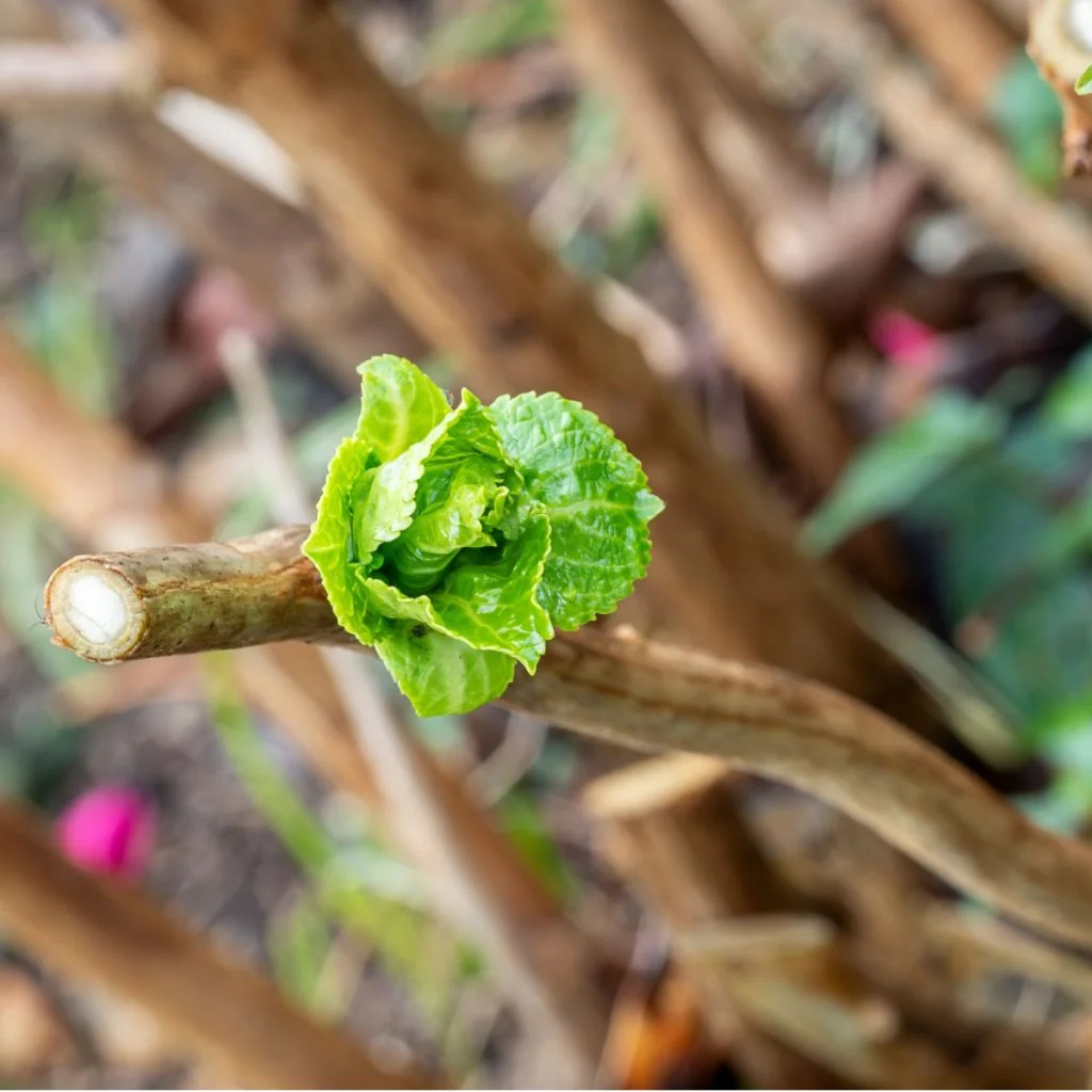 hydrangea bud - pruning