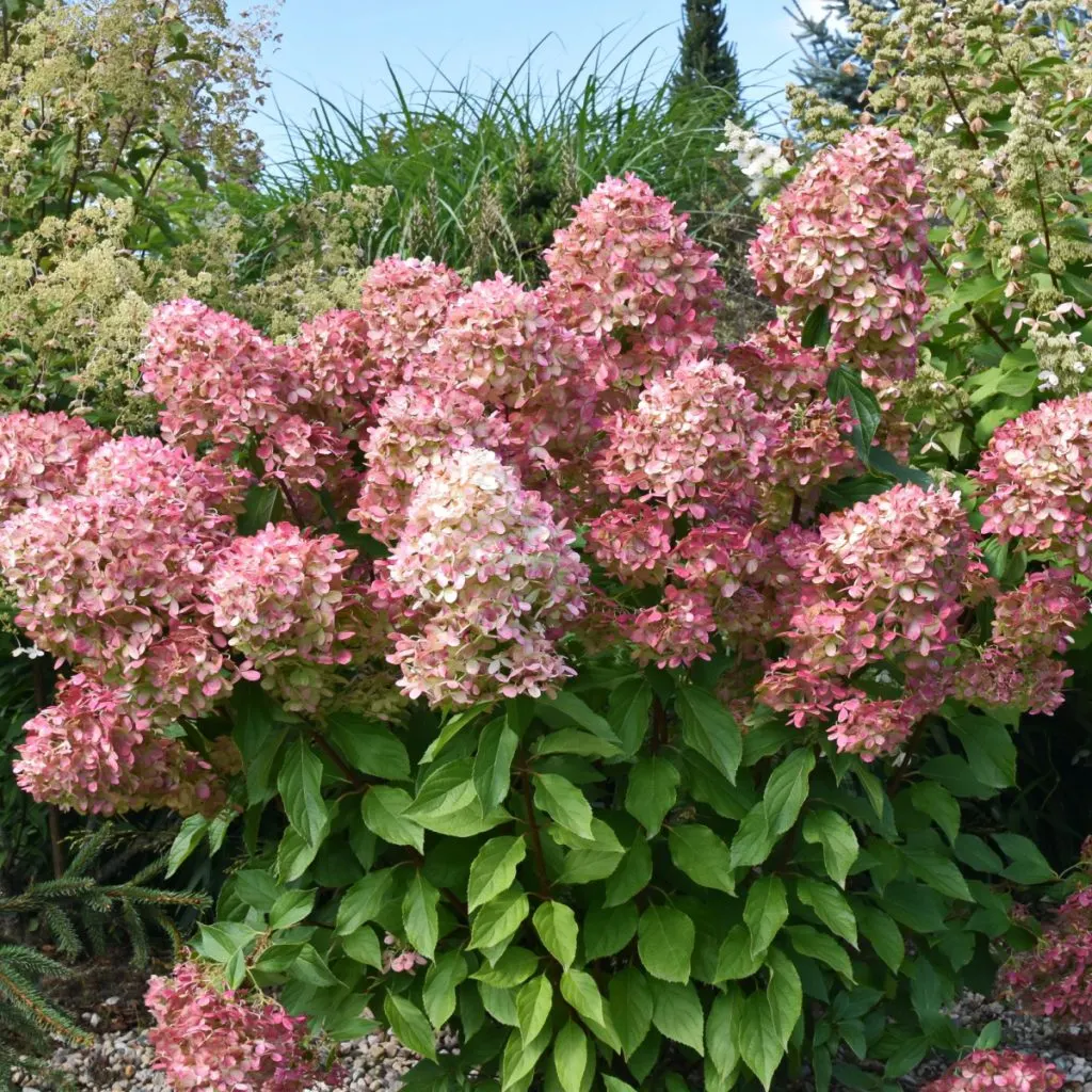 Hydrangeas after they bloom