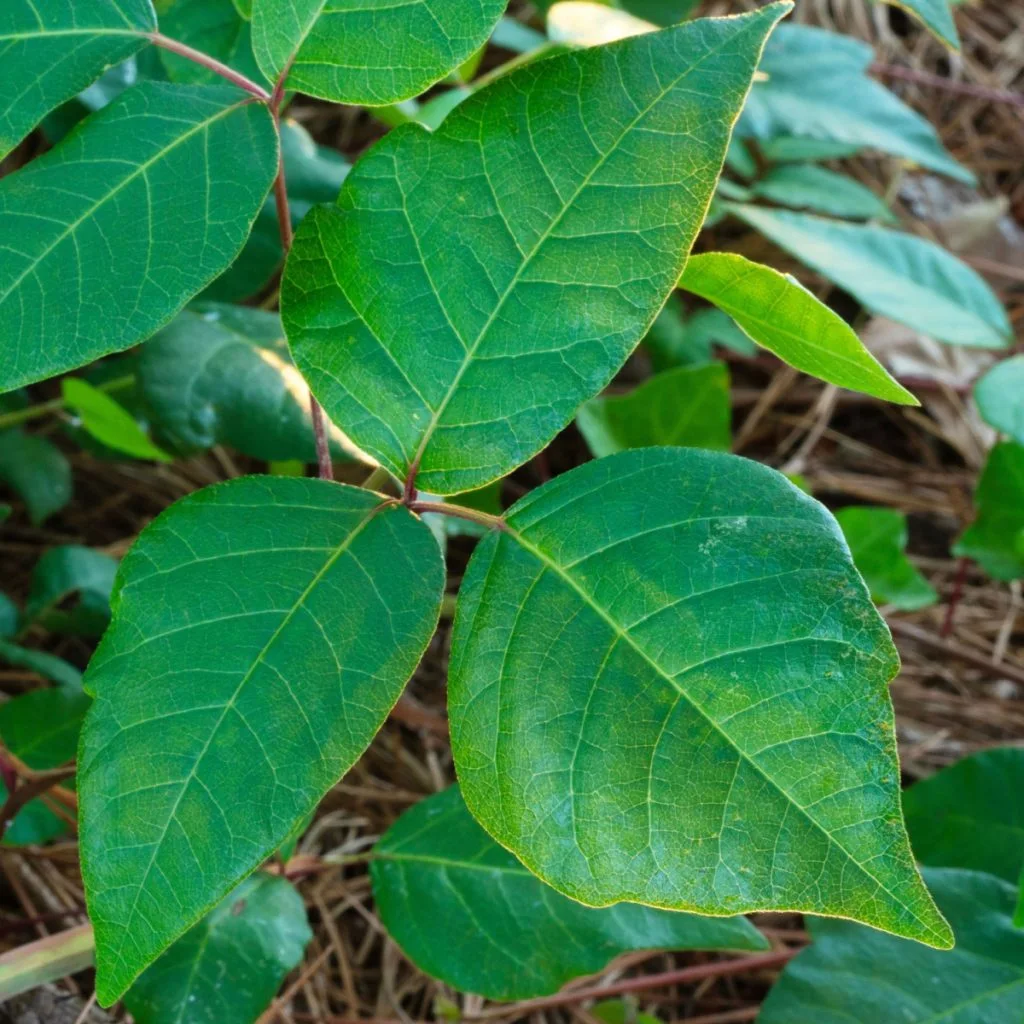 kill poison ivy plants