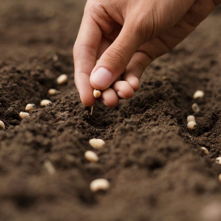 replant a summer garden