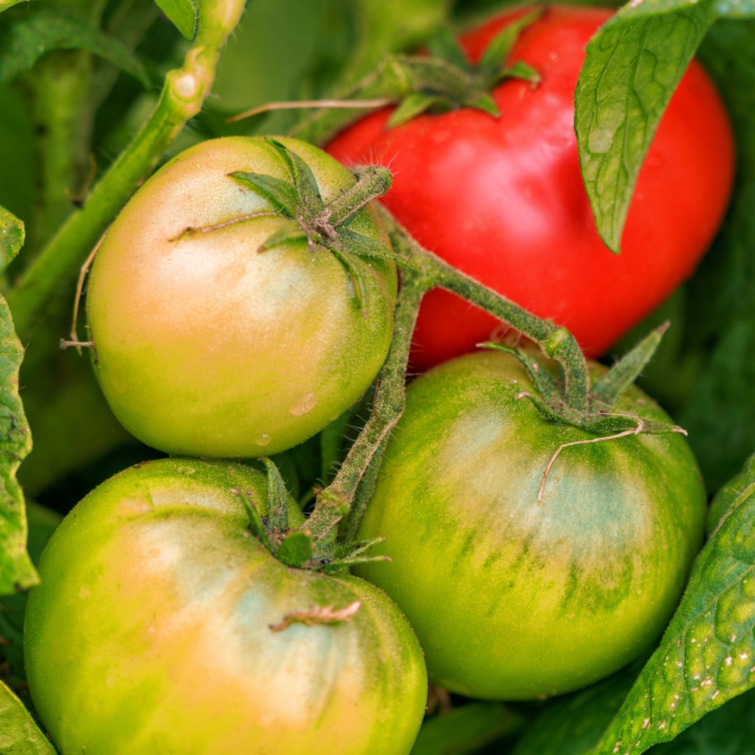 The Best Way To Ripen Tomatoes - And It's Not On The Vine!