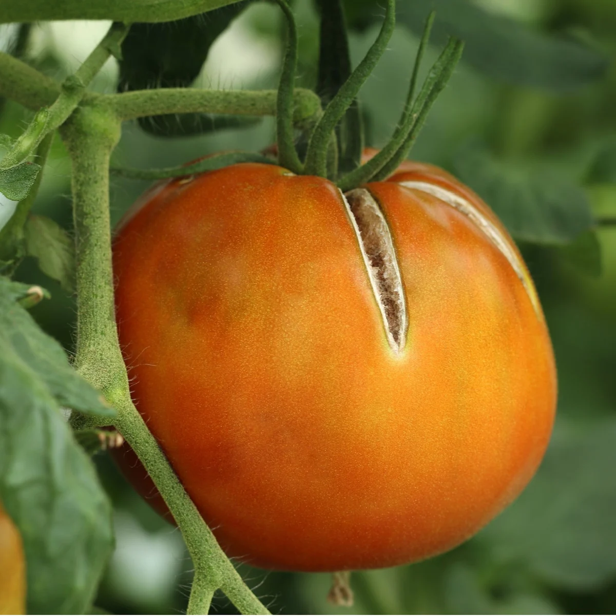 tomatoes splitting and cracking