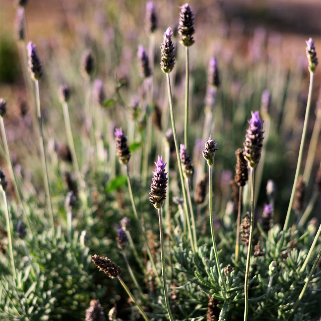 care for lavender plants in the fall