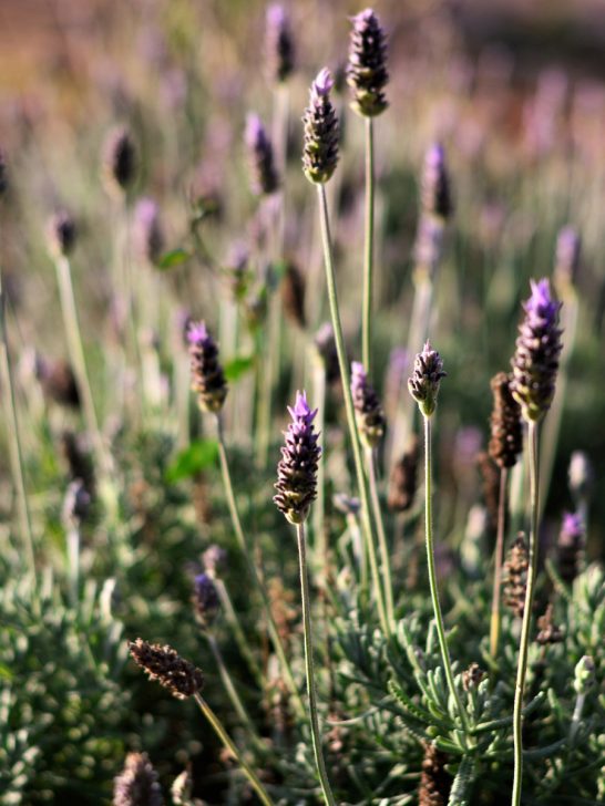 care for lavender plants in the fall