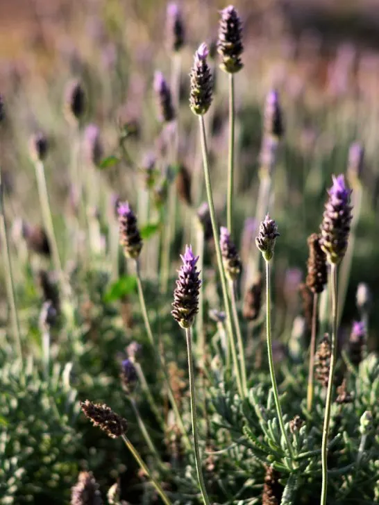 care for lavender plants in the fall
