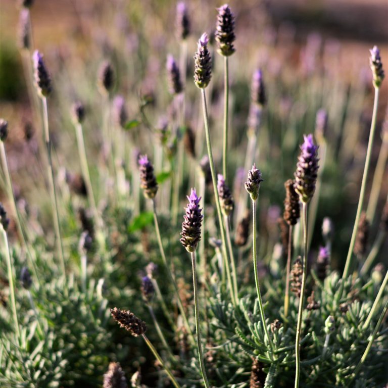 care for lavender plants in the fall
