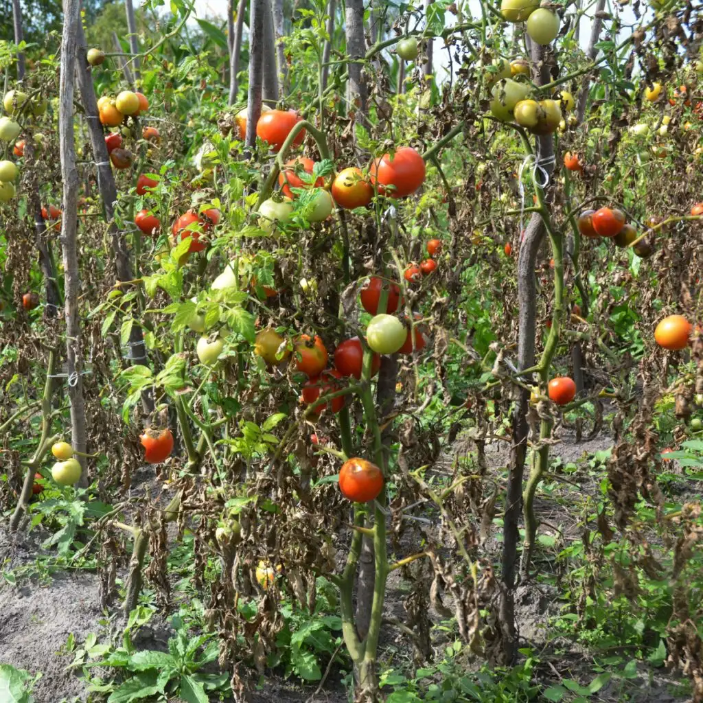 September garden mistakes
