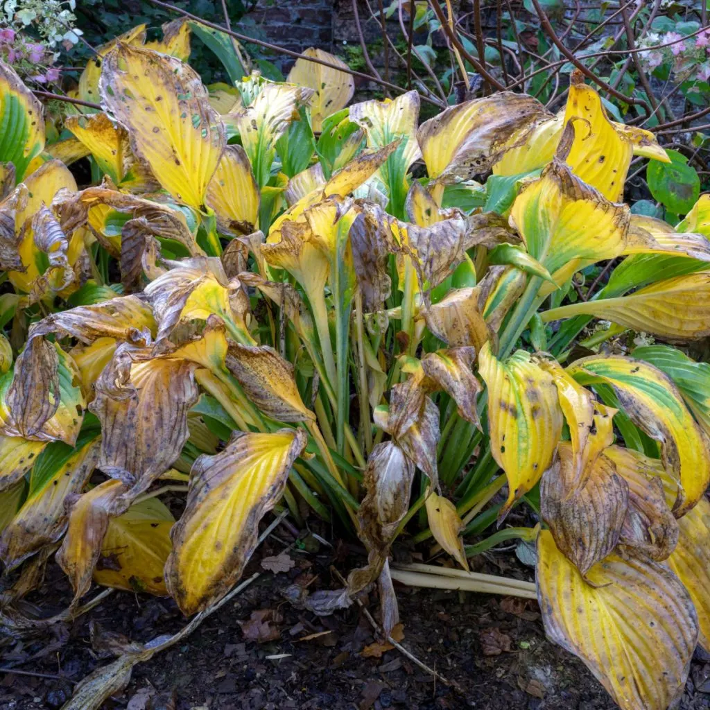 bring hostas back to life