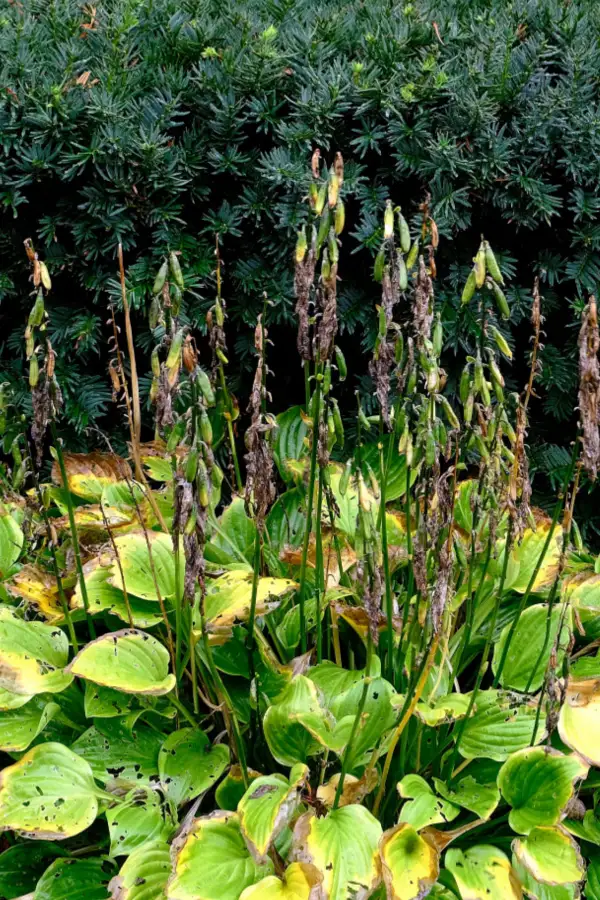 cut back hosta blooms