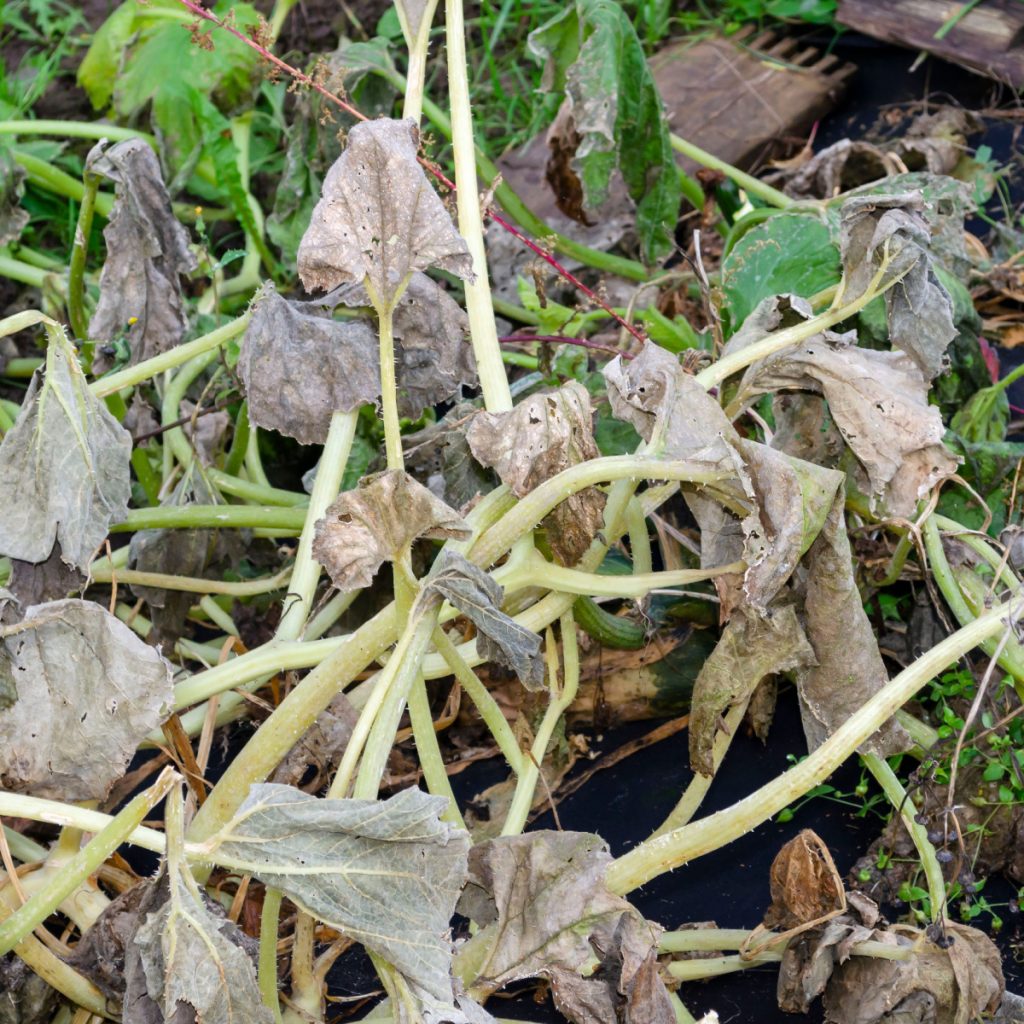why are my zucchini plants dying