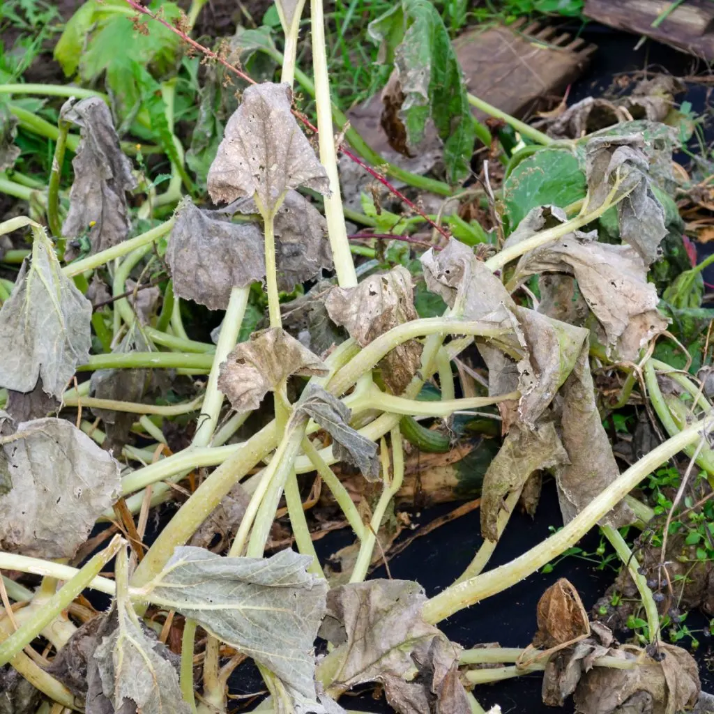 why are my zucchini plants dying