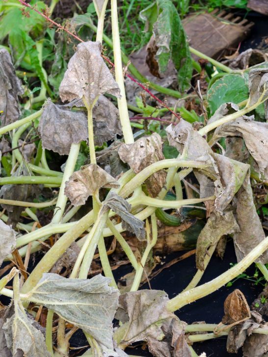 why are my zucchini plants dying