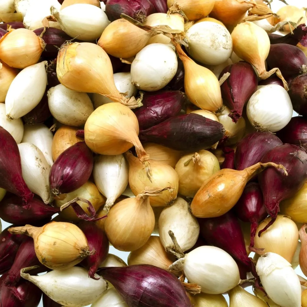 fall onion sets for planting