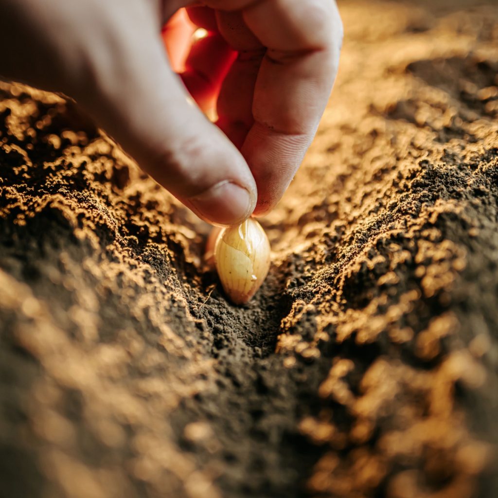 how to plant fall onions