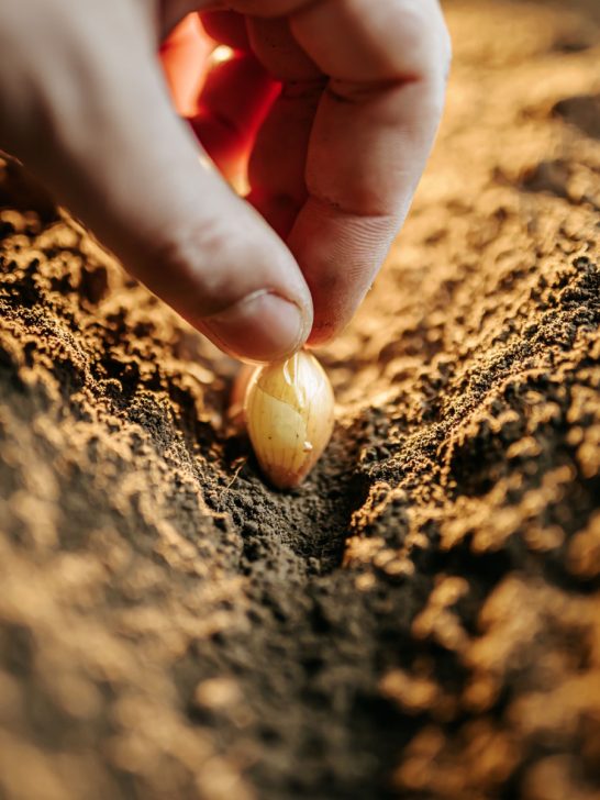 how to plant fall onions