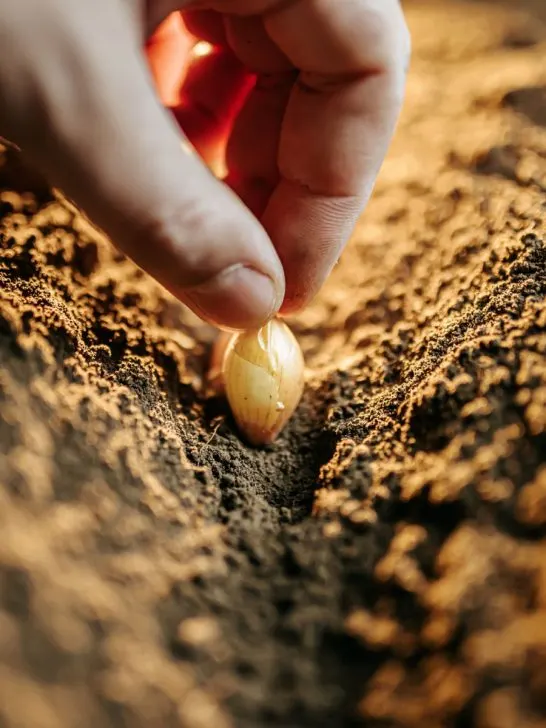 how to plant fall onions