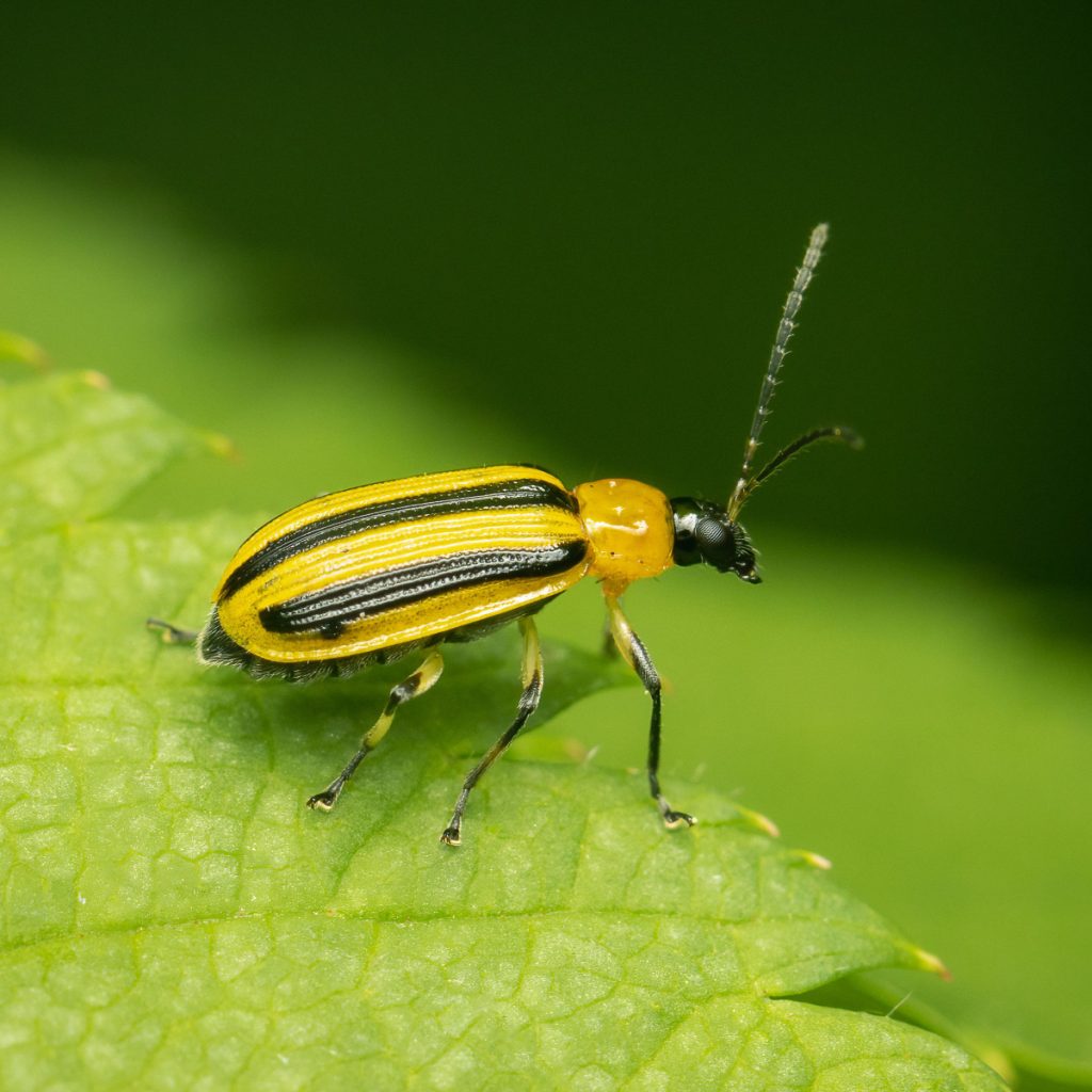 dying zucchini plants