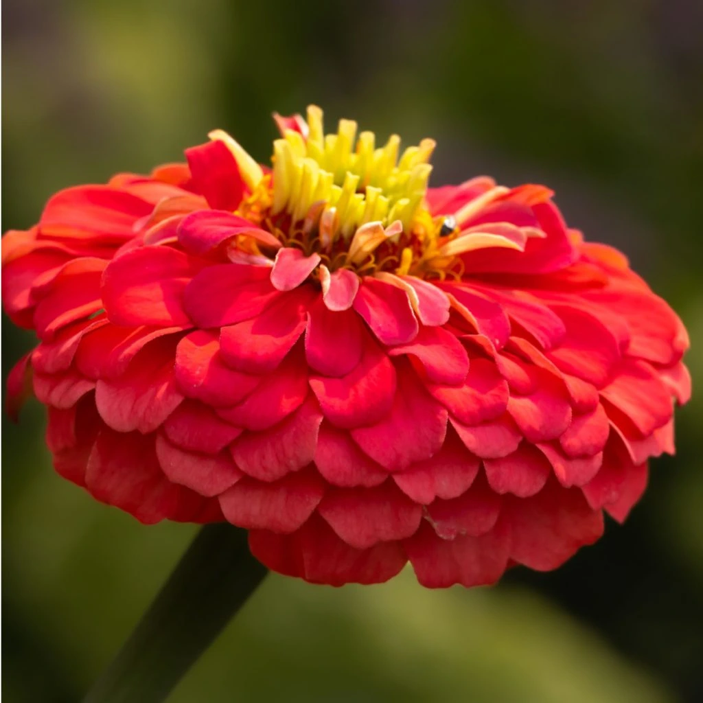 easiest way to save zinnia seeds