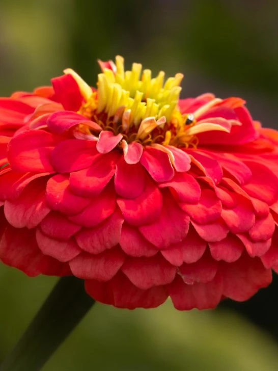easiest way to save zinnia seeds