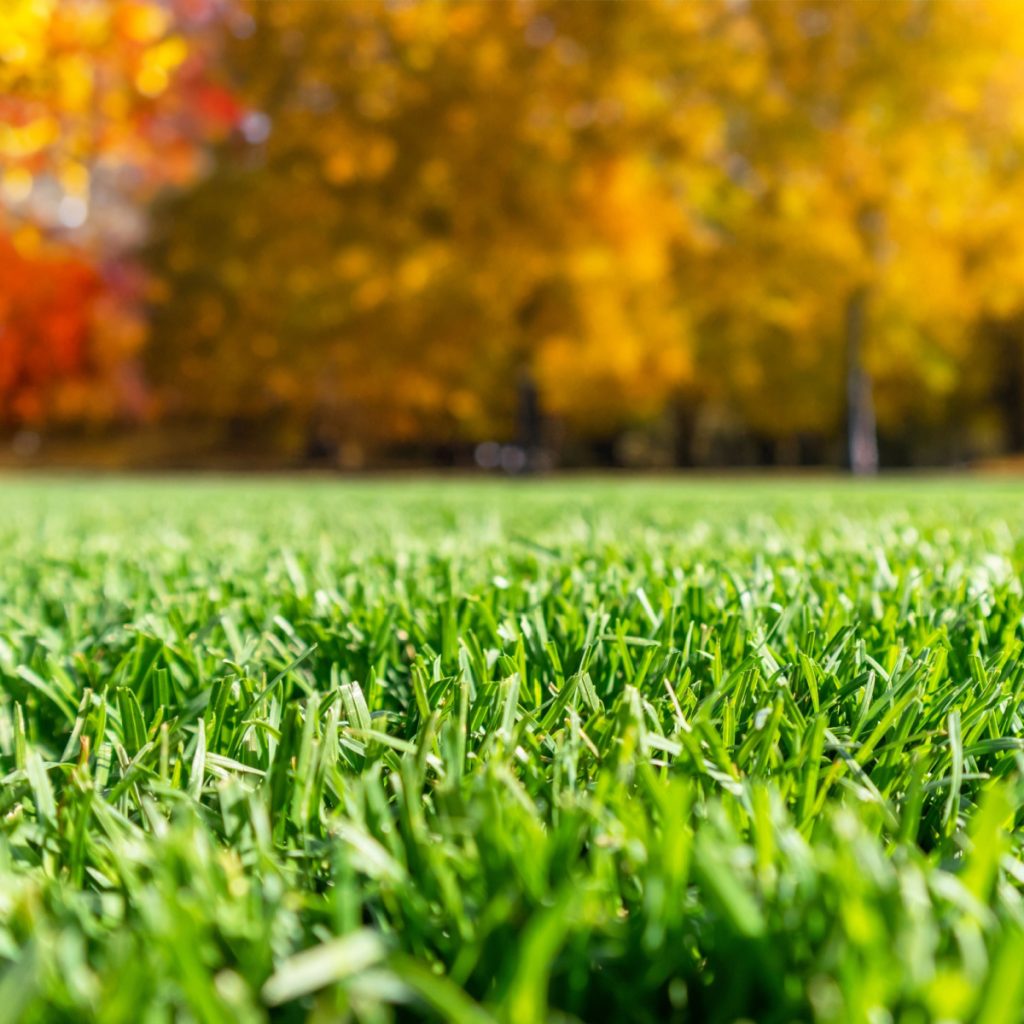 bring lawn back to life