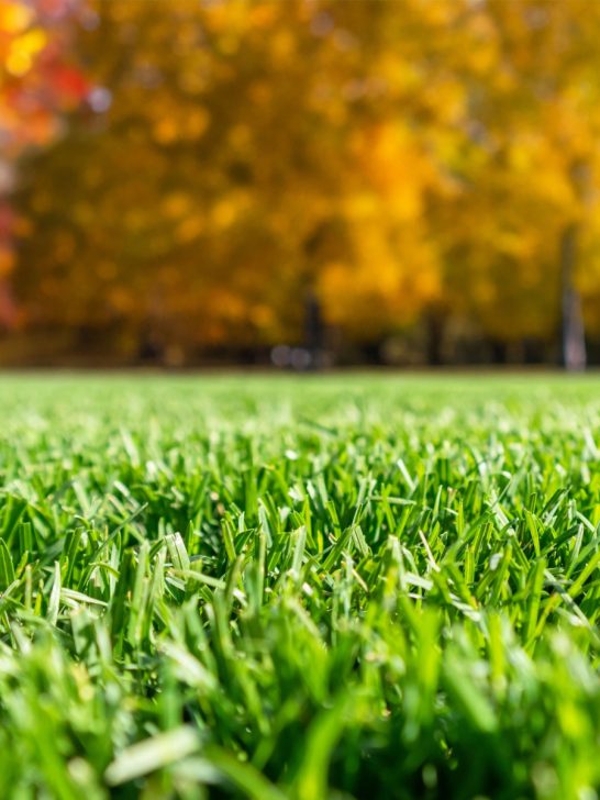 bring lawn back to life