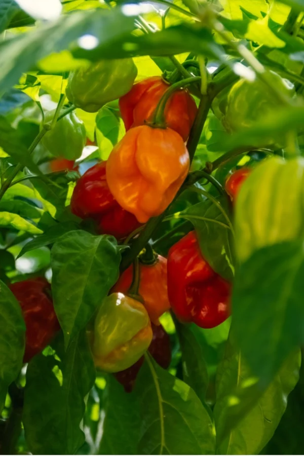 habanero pepper plant
