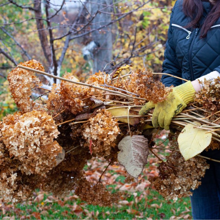 hydrangea mistakes
