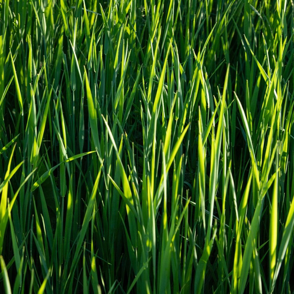 oats as a garden cover crop