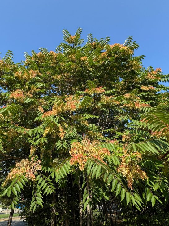 danger of tree of heaven