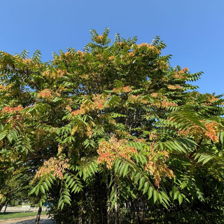 danger of tree of heaven