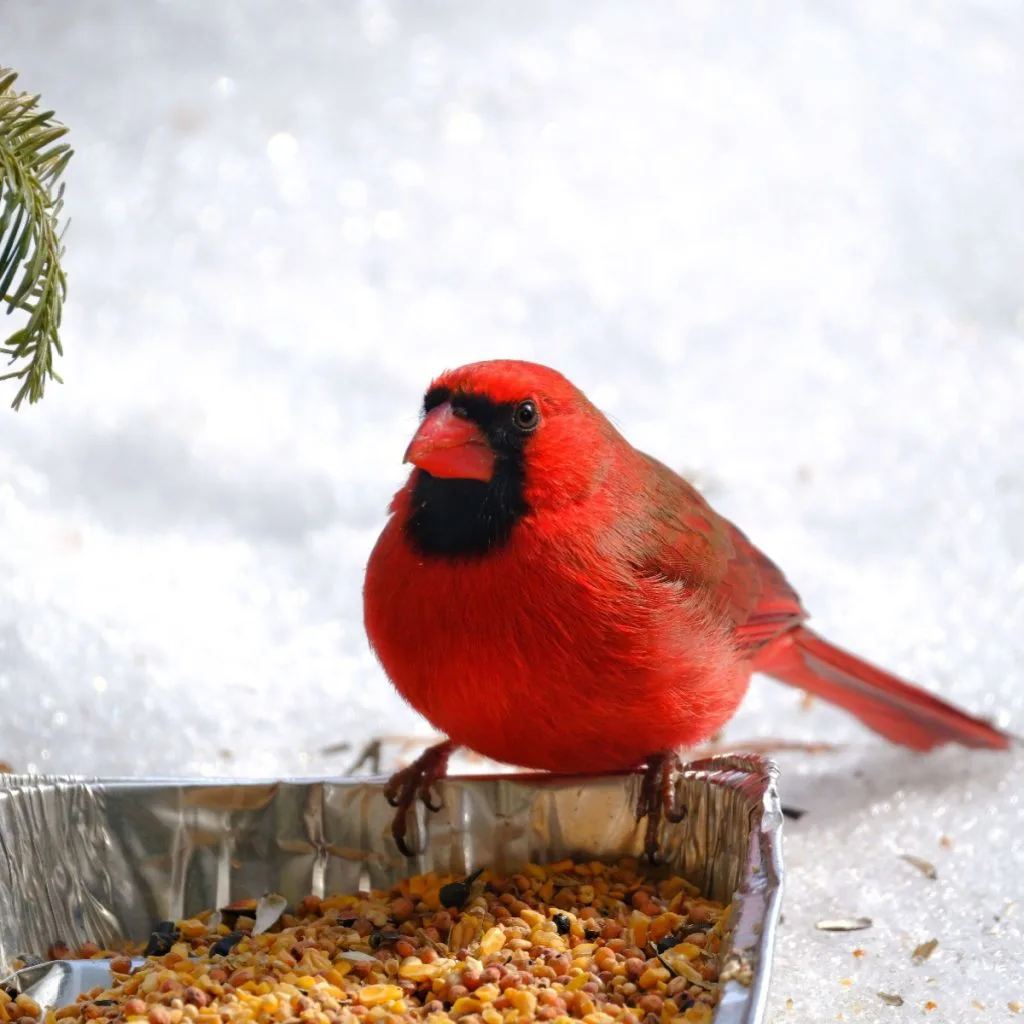best way to feed cardinals in the winter