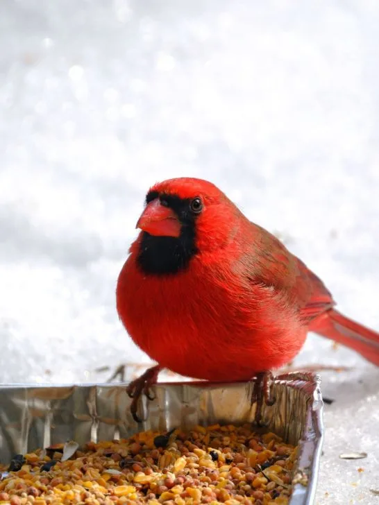best way to feed cardinals in the winter