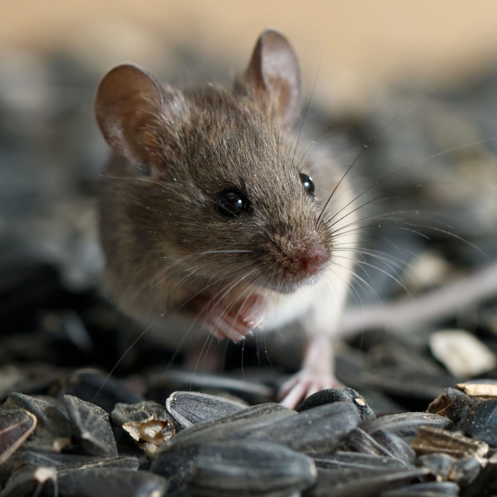 keep mice out of everything