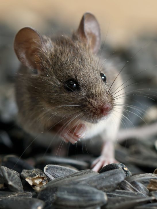 keep mice out of everything