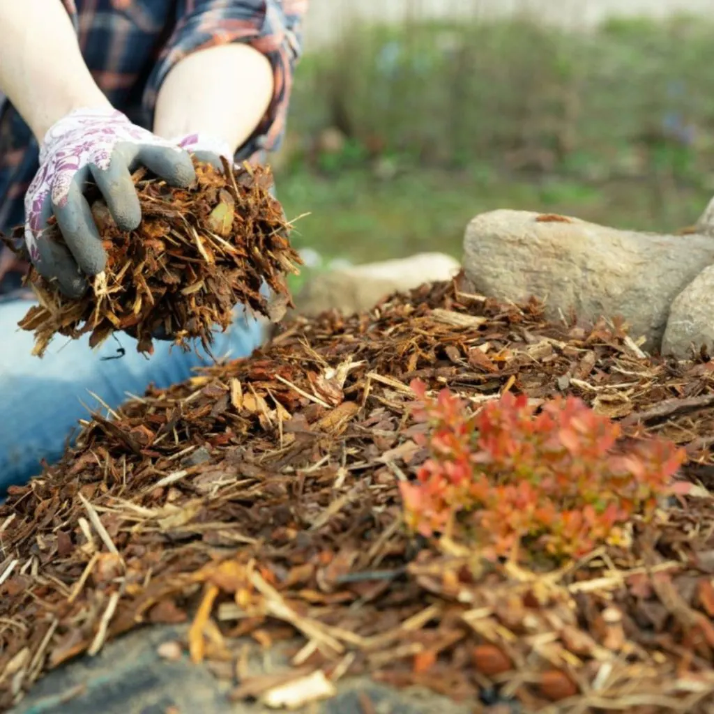 mulch fall flowerbeds