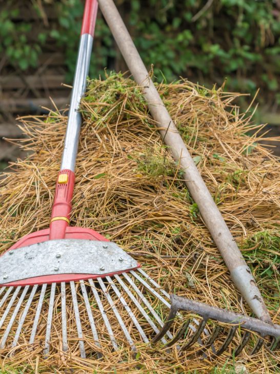 best ways to use pine needles as mulch