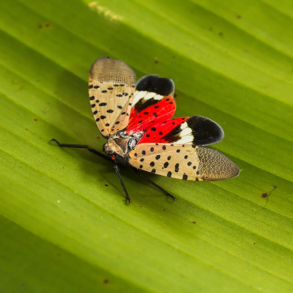the dangerous tree of heaven – and why it needs to go! 7 spotted lanternfly