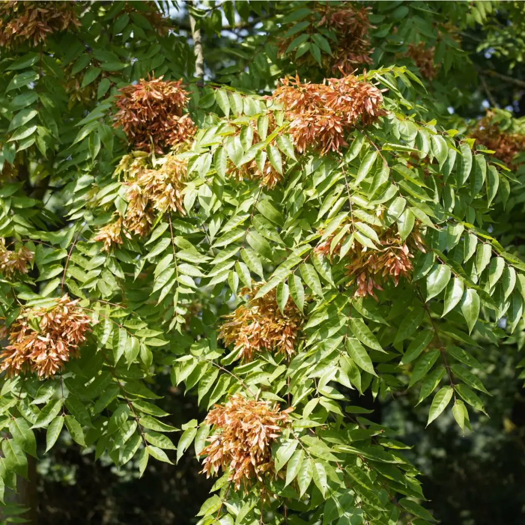 the dangerous tree of heaven – and why it needs to go! 1 danger of tree of heaven
