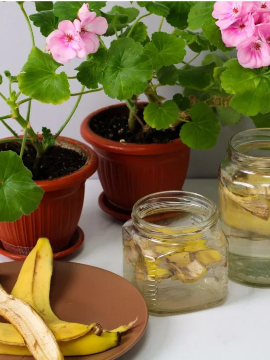 banana peels with houseplants