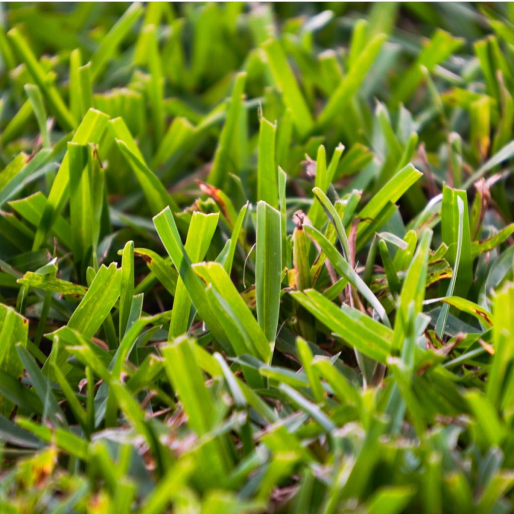 get rid of Bermuda grass