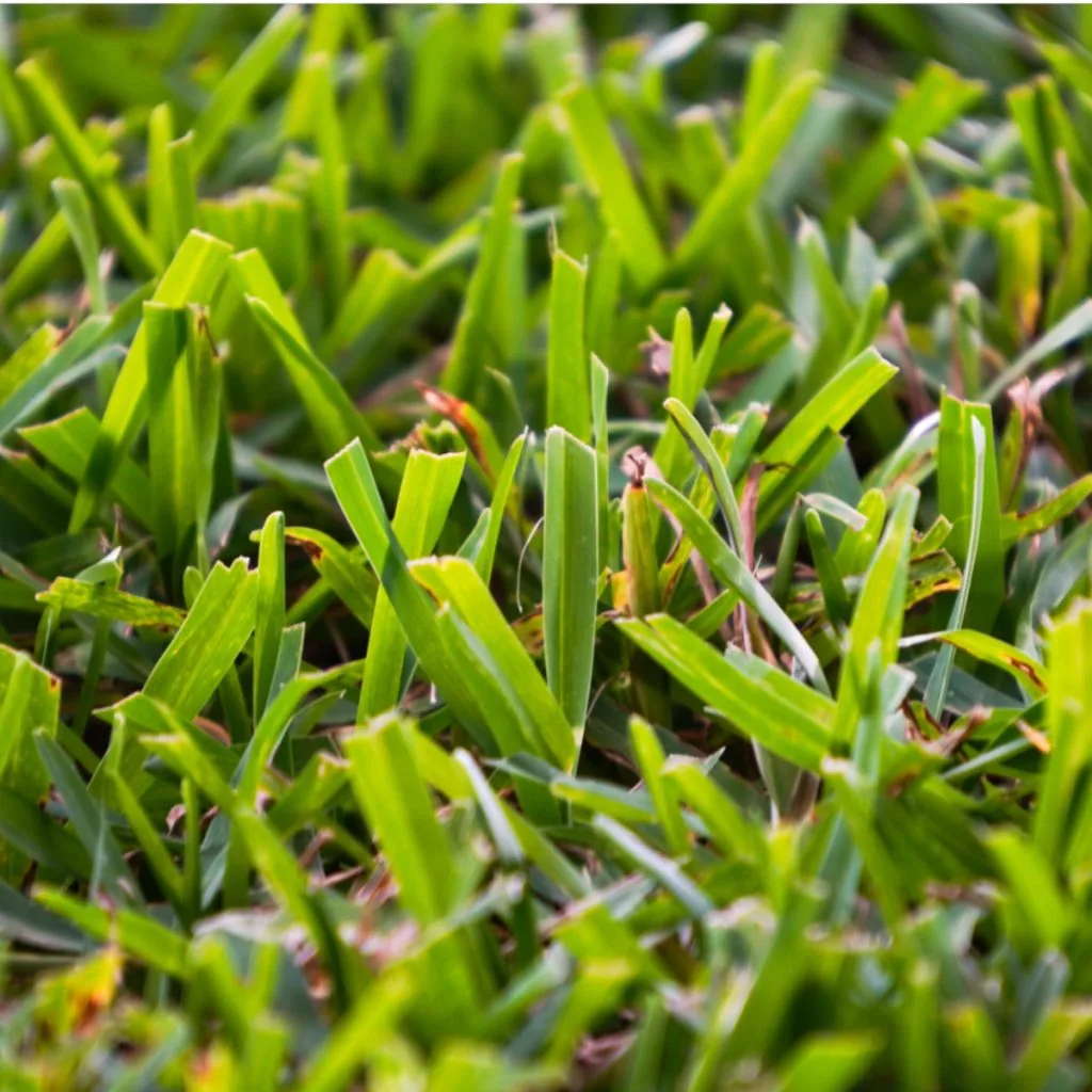 get rid of Bermuda grass